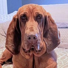 Sweetie Pie (TX), ADOPTABLE, Young Female Bloodhound.