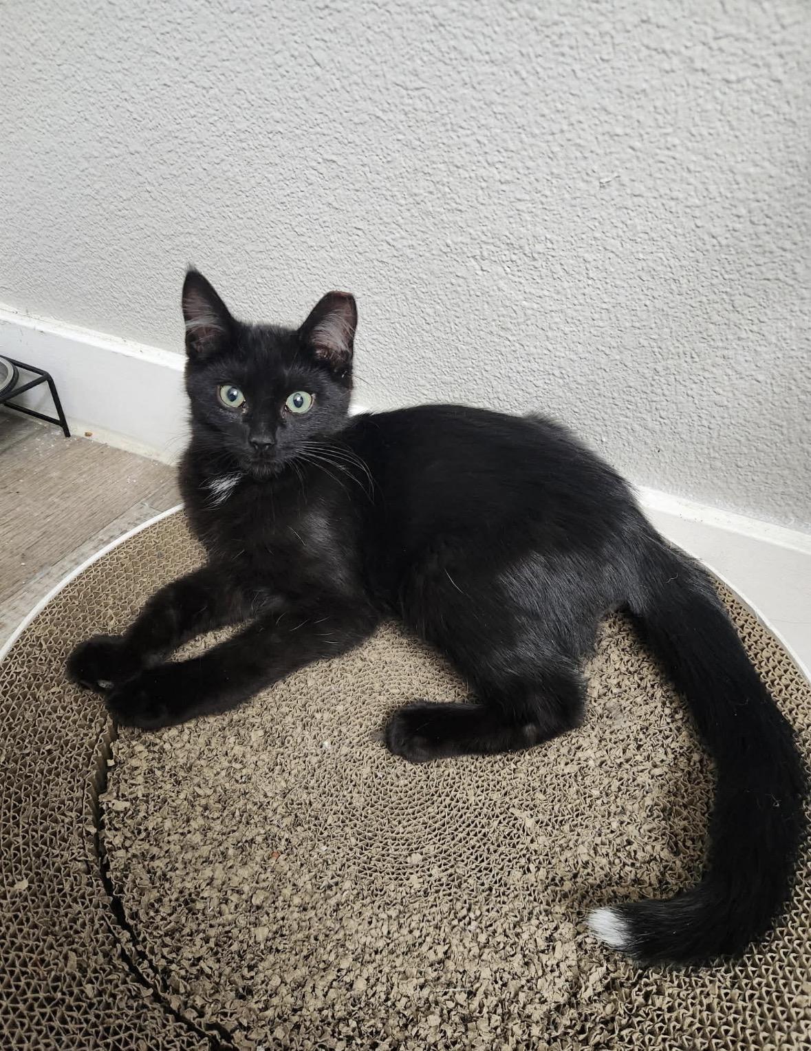 Tips, ADOPTABLE, Young Male Domestic Short Hair.