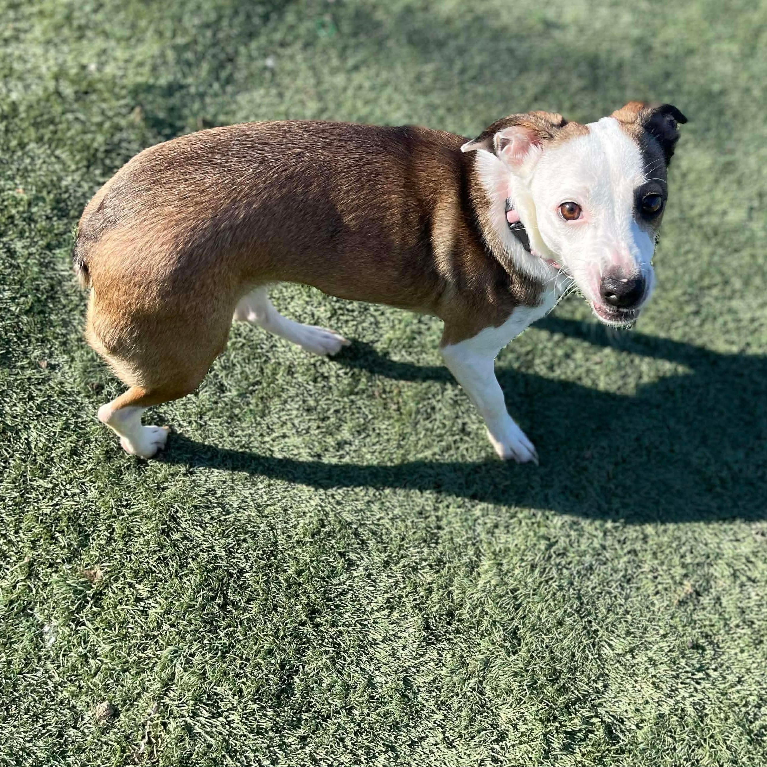 Enlarge Sassy, a Adoptable mixed breed in Center Point, TX image 3/6