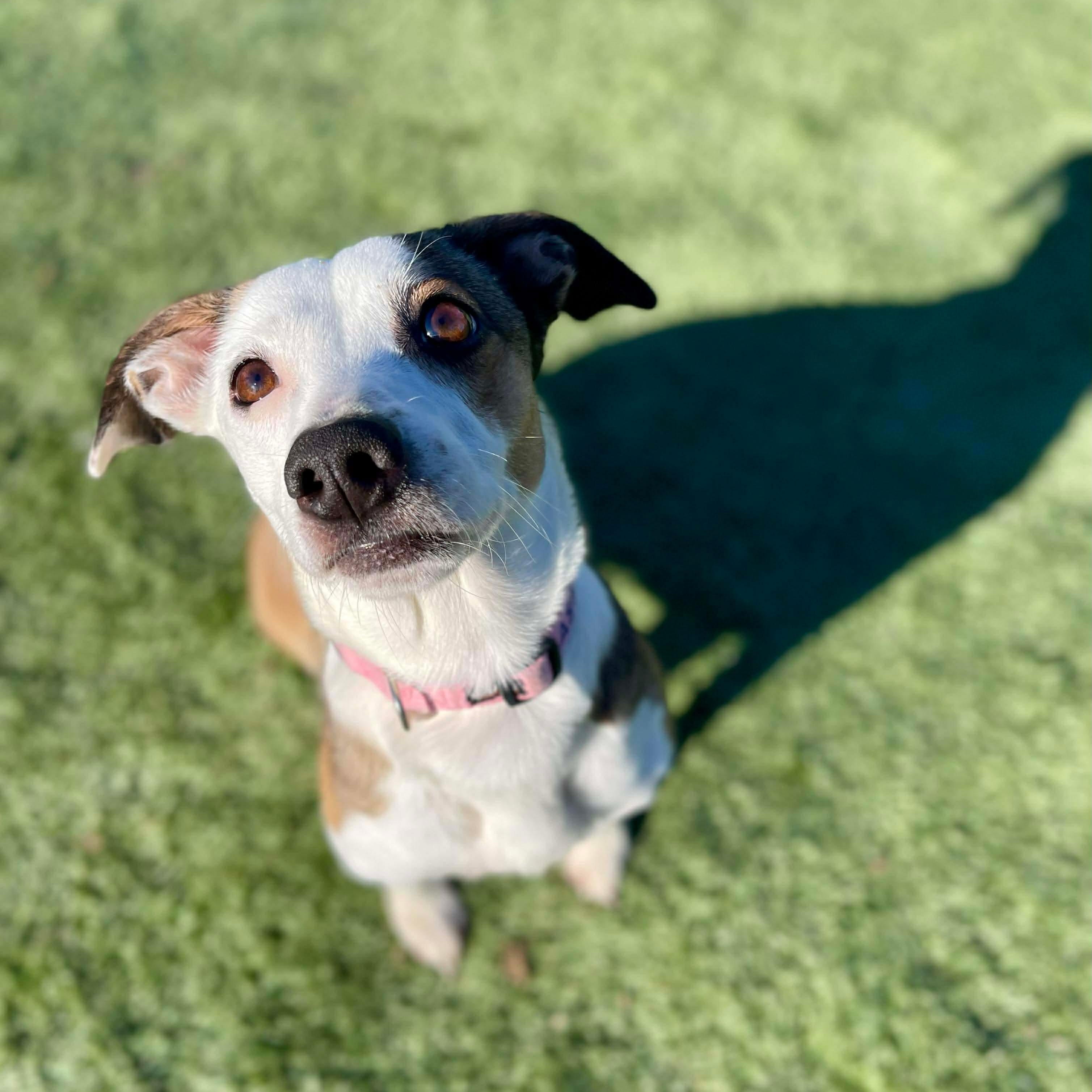 Enlarge Sassy, a Adoptable mixed breed in Center Point, TX image 4/6