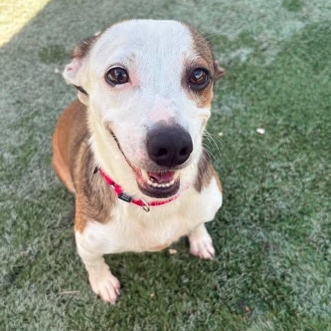 Enlarge Sassy, a Adoptable mixed breed in Center Point, TX image 5/6