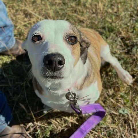 Enlarge Sassy, a Adoptable mixed breed in Center Point, TX image 6/6