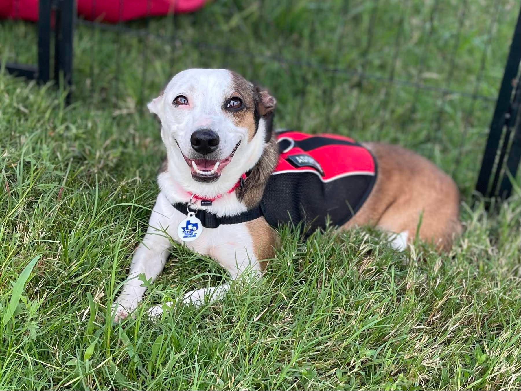 Sassy, Adoptable, Young Female Corgi & Jack Russell Terrier.