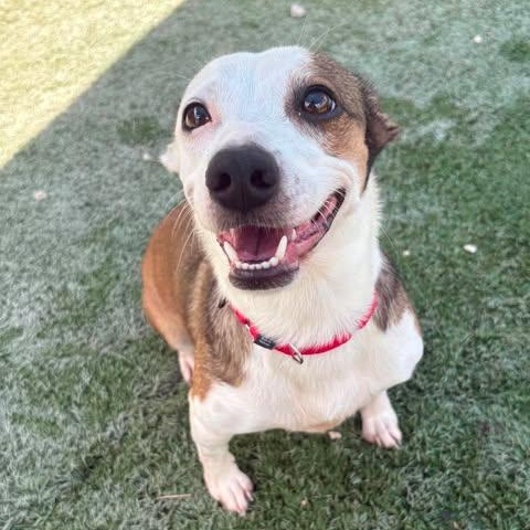 Enlarge Sassy, a Adoptable mixed breed in Center Point, TX image 2/6