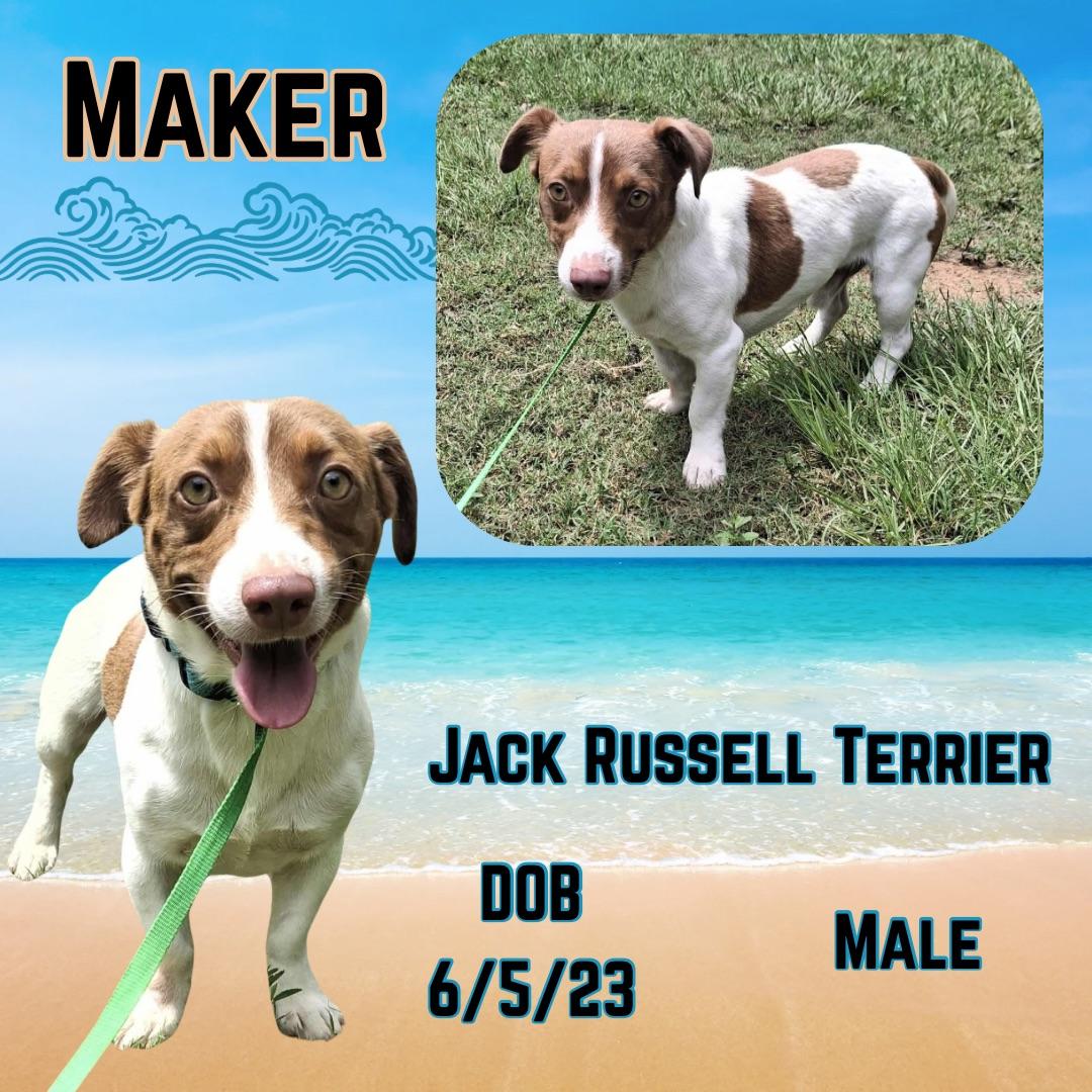 Maker, an adoptable Jack Russell Terrier Mix in Farmington, UT_image-1