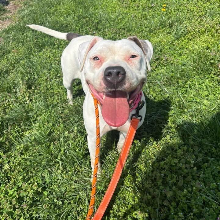 Enlarge Silver, a Adoptable Mixed Breed in Batavia, OH image 1/6