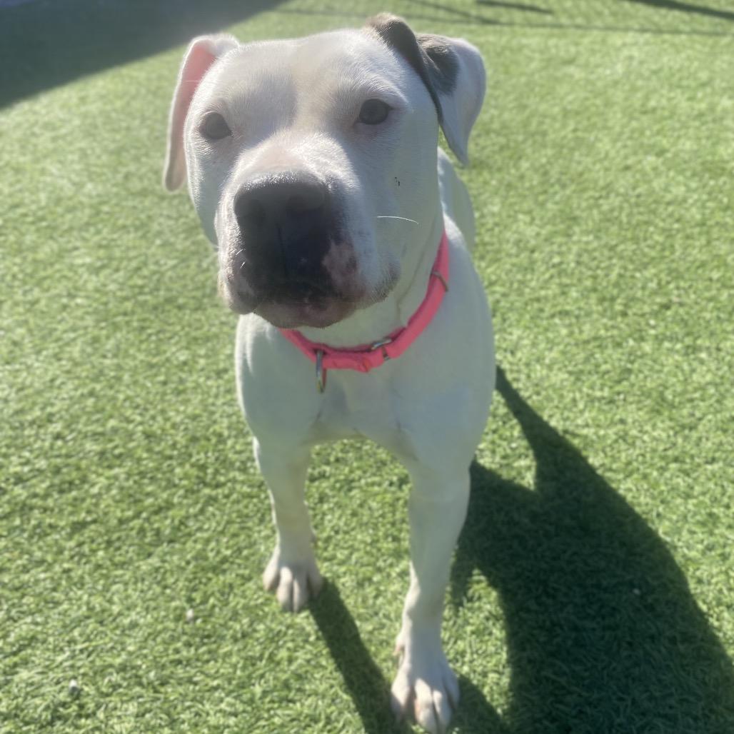 Silver, Adoptable, Adult Female Mixed Breed.