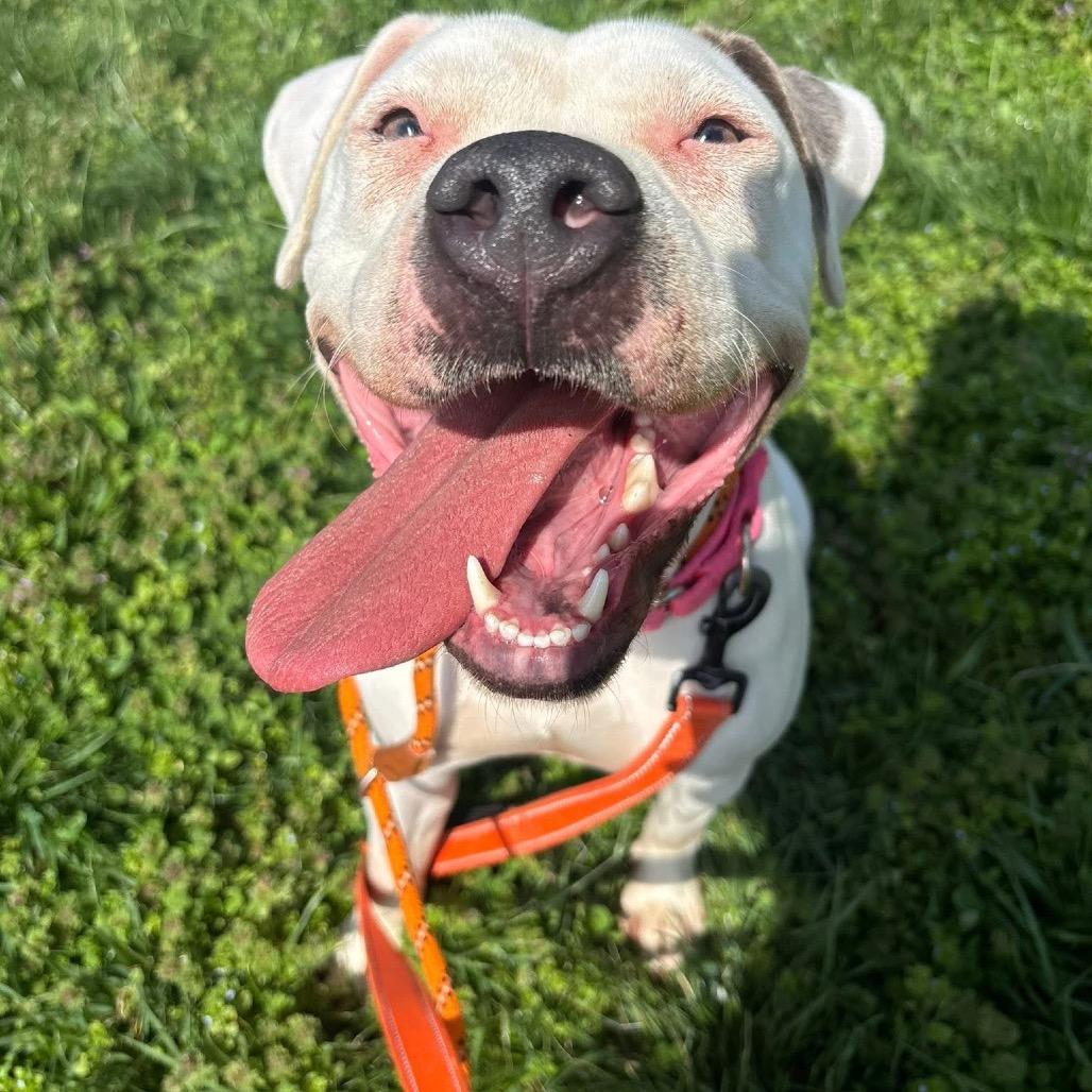 Enlarge Silver, a Adoptable Mixed Breed in Batavia, OH image 3/6