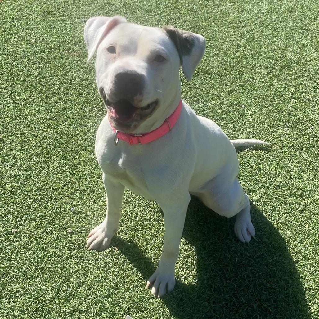 Enlarge Silver, a Adoptable Mixed Breed in Batavia, OH image 4/6