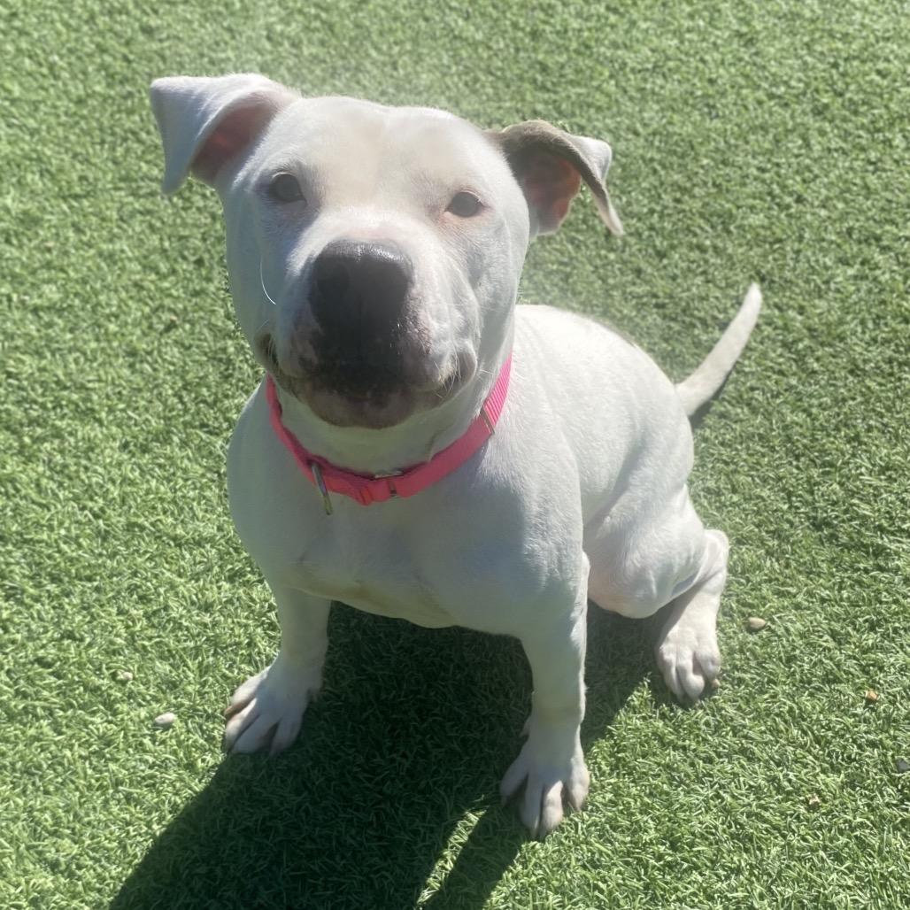 Enlarge Silver, a Adoptable Mixed Breed in Batavia, OH image 5/6