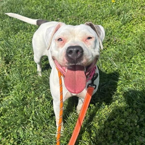 Enlarge Silver, a Adoptable mixed breed in Batavia, OH image 4/6