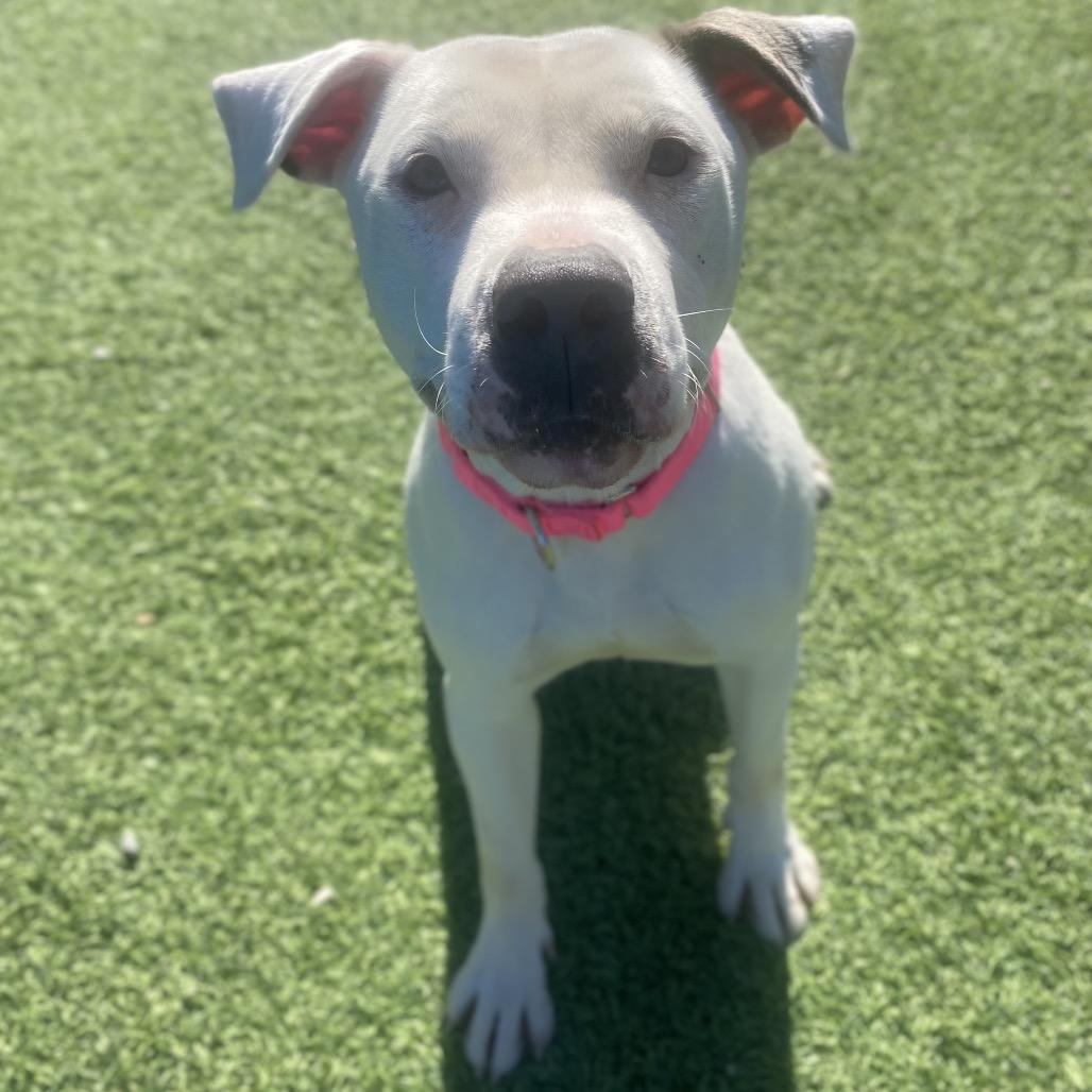 Enlarge Silver, a Adoptable Mixed Breed in Batavia, OH image 6/6