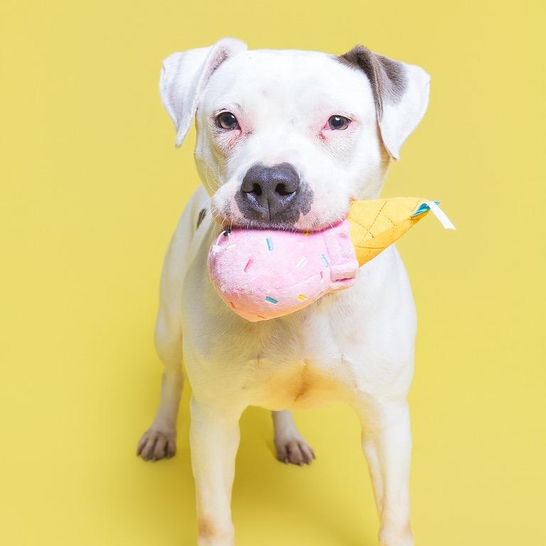 Enlarge Silver, a Adoptable mixed breed in Batavia, OH image 6/6