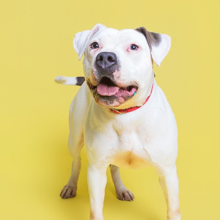 Enlarge Silver, a Adoptable mixed breed in Batavia, OH image 6/6