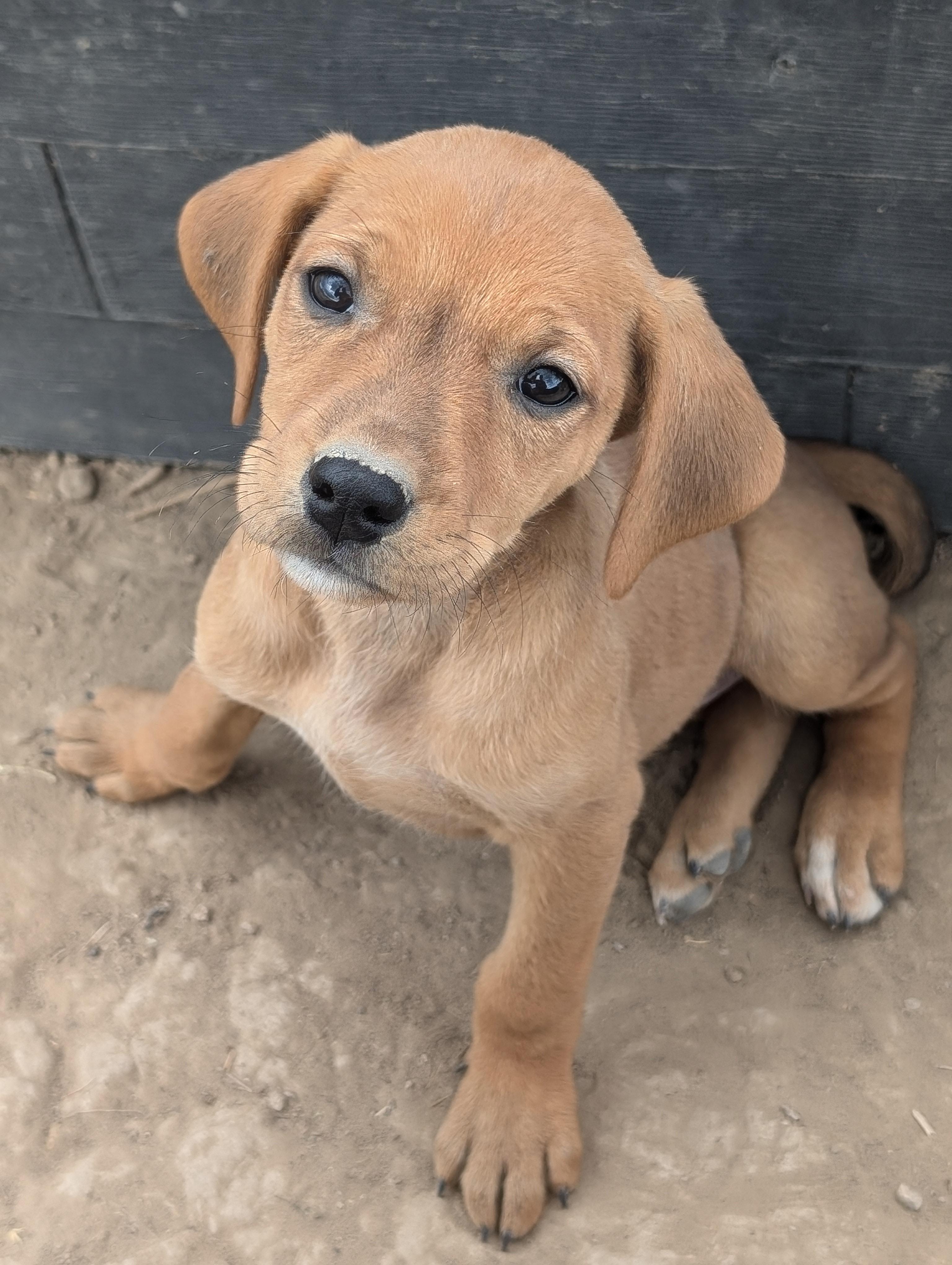 Puppy 4, an adoptable Golden Retriever in GUERNSEY, WY, 82214 | Photo Image 1