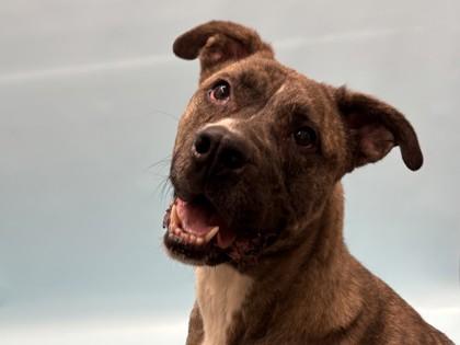 Pickles, Adoptable, Adult Male Pit Bull Terrier & Mixed Breed.
