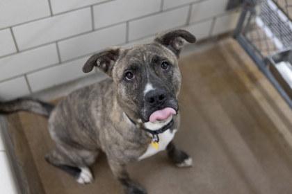 Enlarge Pickles, a Adoptable mixed breed in Golden Valley, MN image 2/3