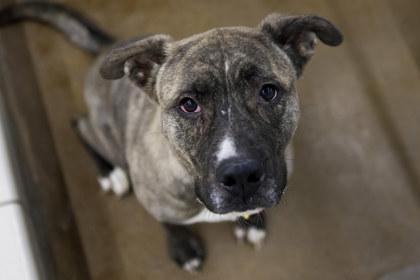 Enlarge Pickles, a Adoptable mixed breed in Golden Valley, MN image 3/3