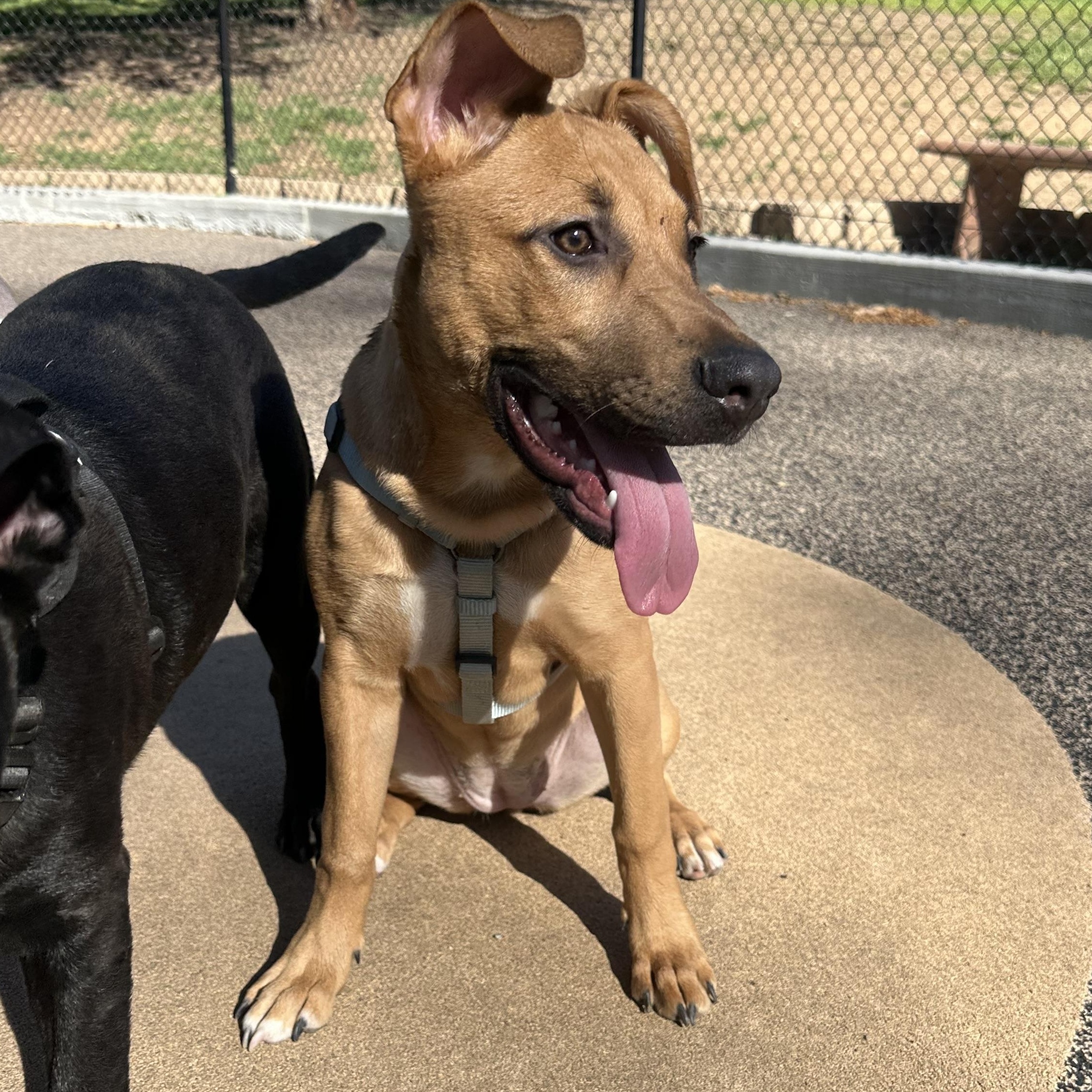 Lexi, a ADOPTABLE mixed breed in Costa Mesa , CA image 3/3