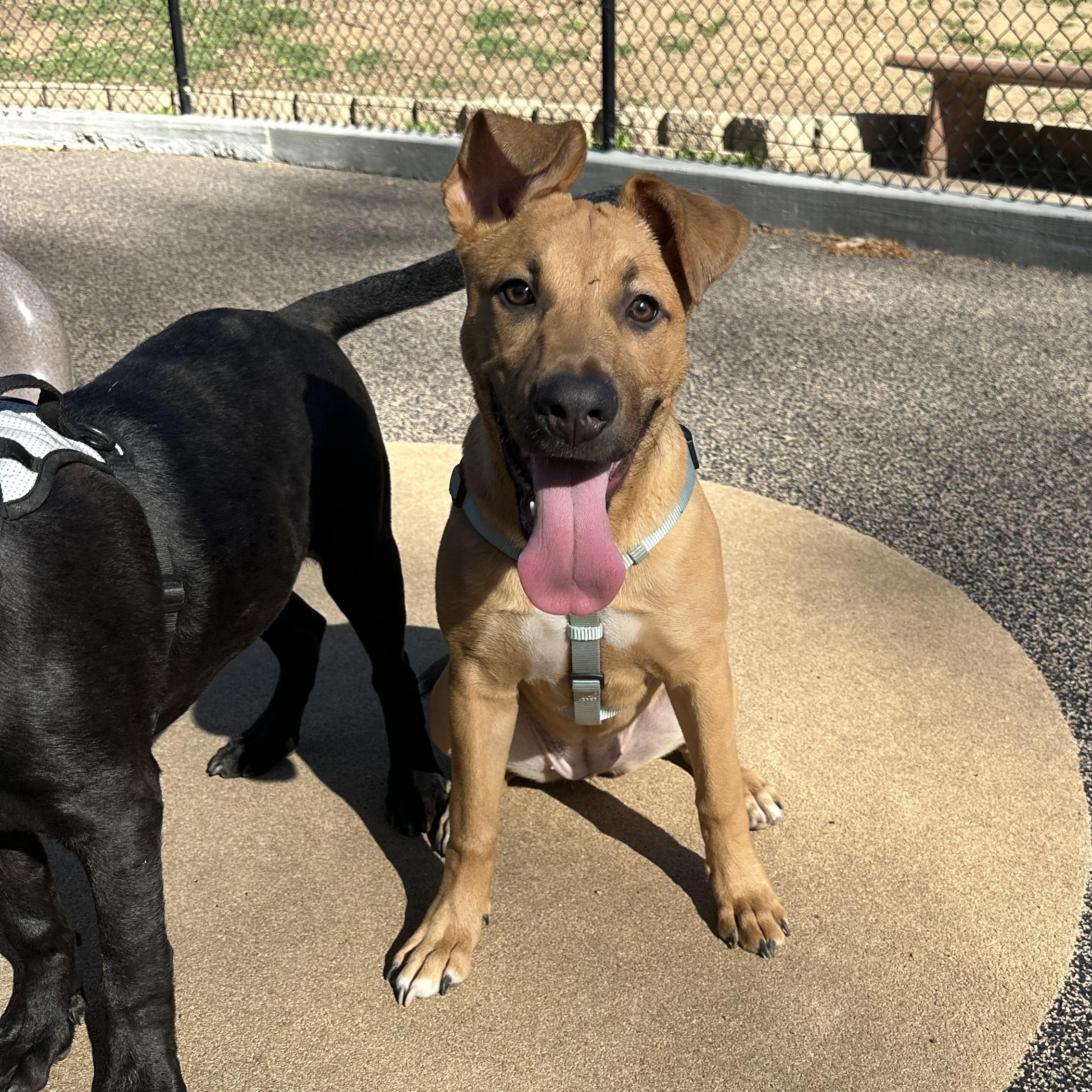 Lexi, a ADOPTABLE mixed breed in Costa Mesa , CA image 1/3