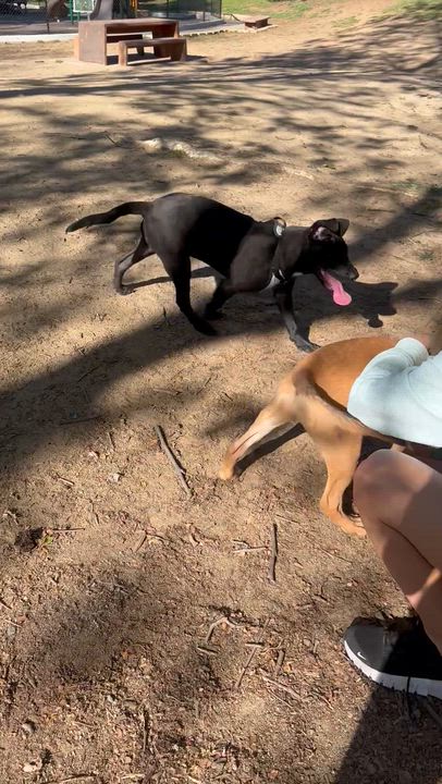 Enlarge Lexi, a ADOPTABLE mixed breed in Costa Mesa , CA video 2/3