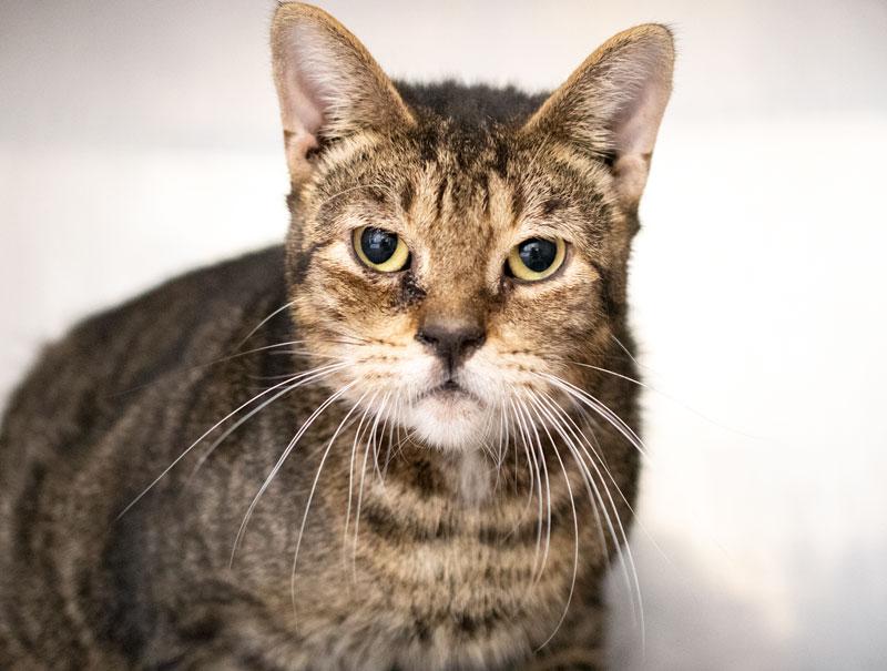 Count Catula, Adoptable, Adult Male Domestic Short Hair.