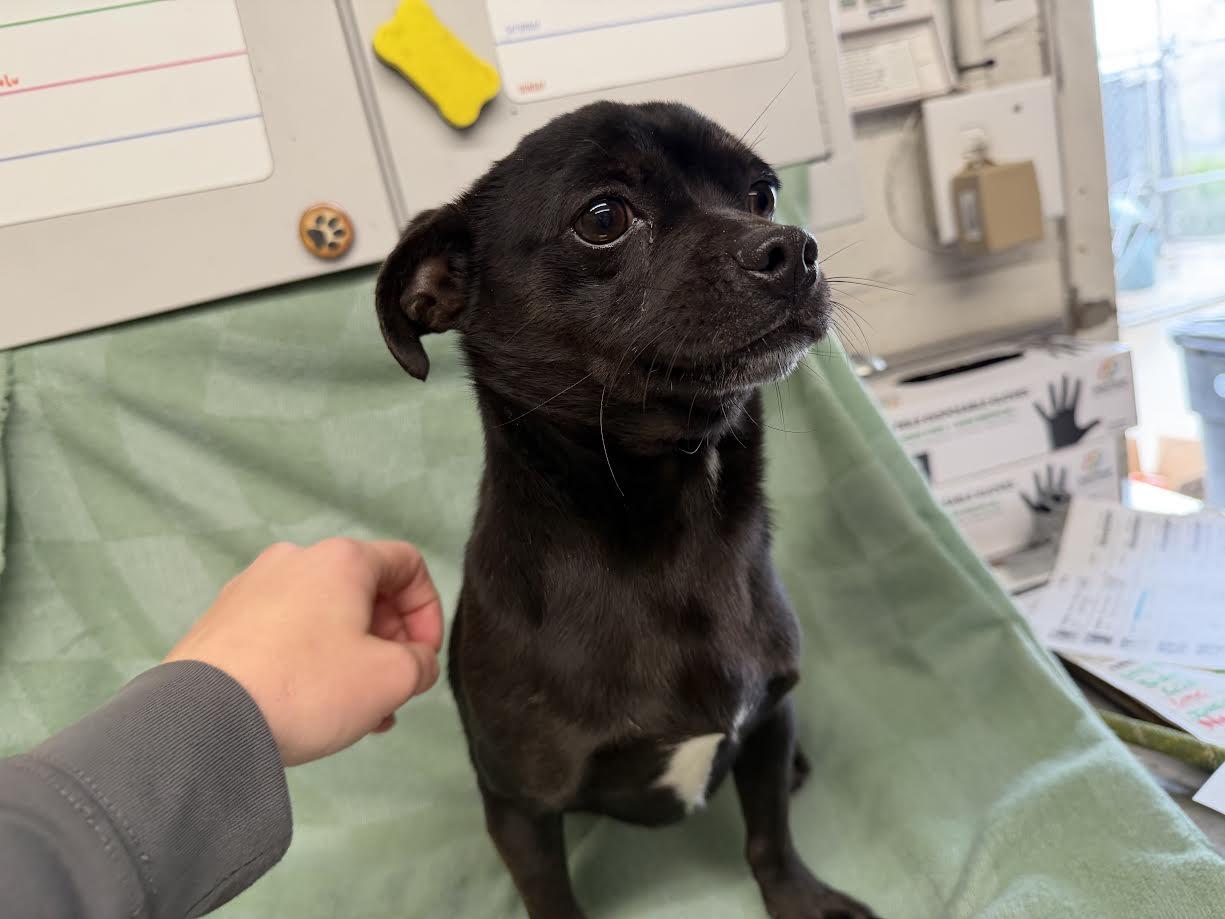 Enlarge Jeffrey, a ADOPTABLE Chihuahua in Oakdale, CA image 1/1