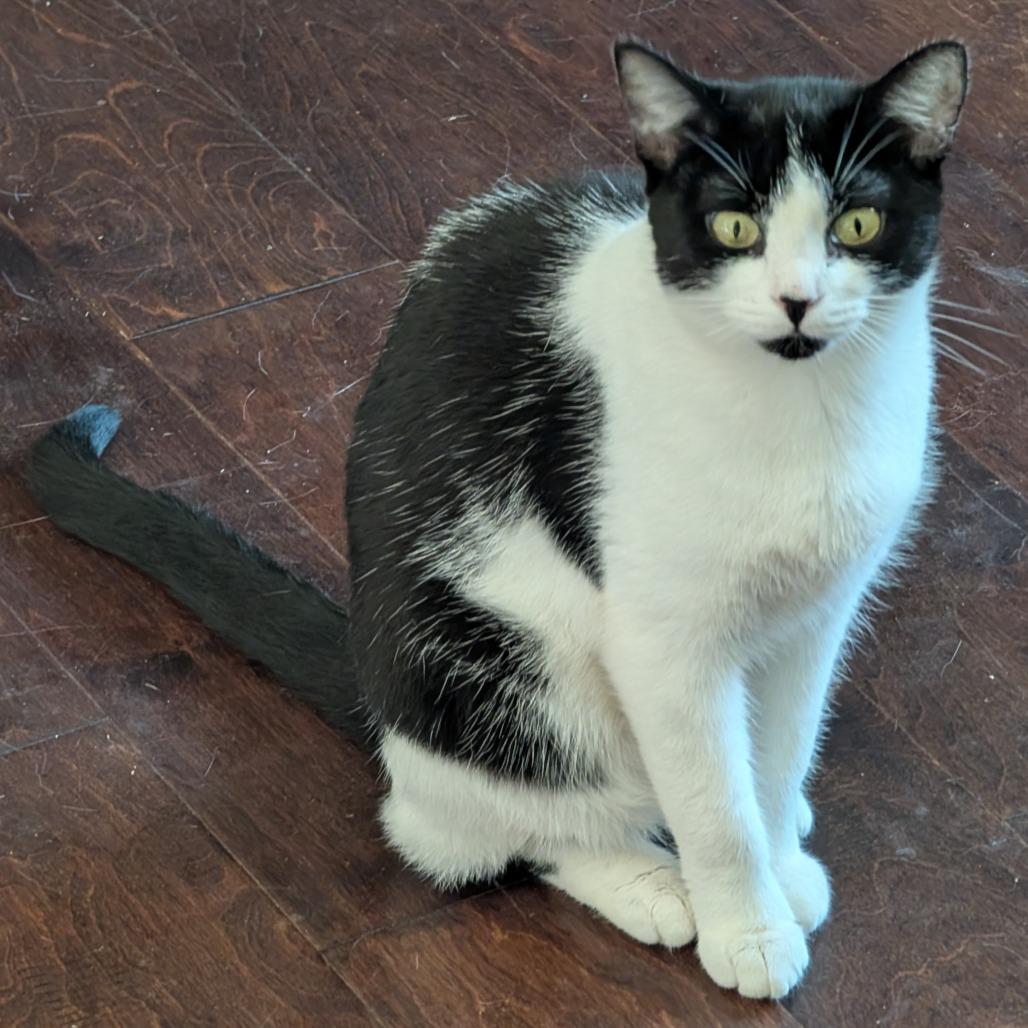 Sugarcult, Adoptable, Adult Female Domestic Short Hair.