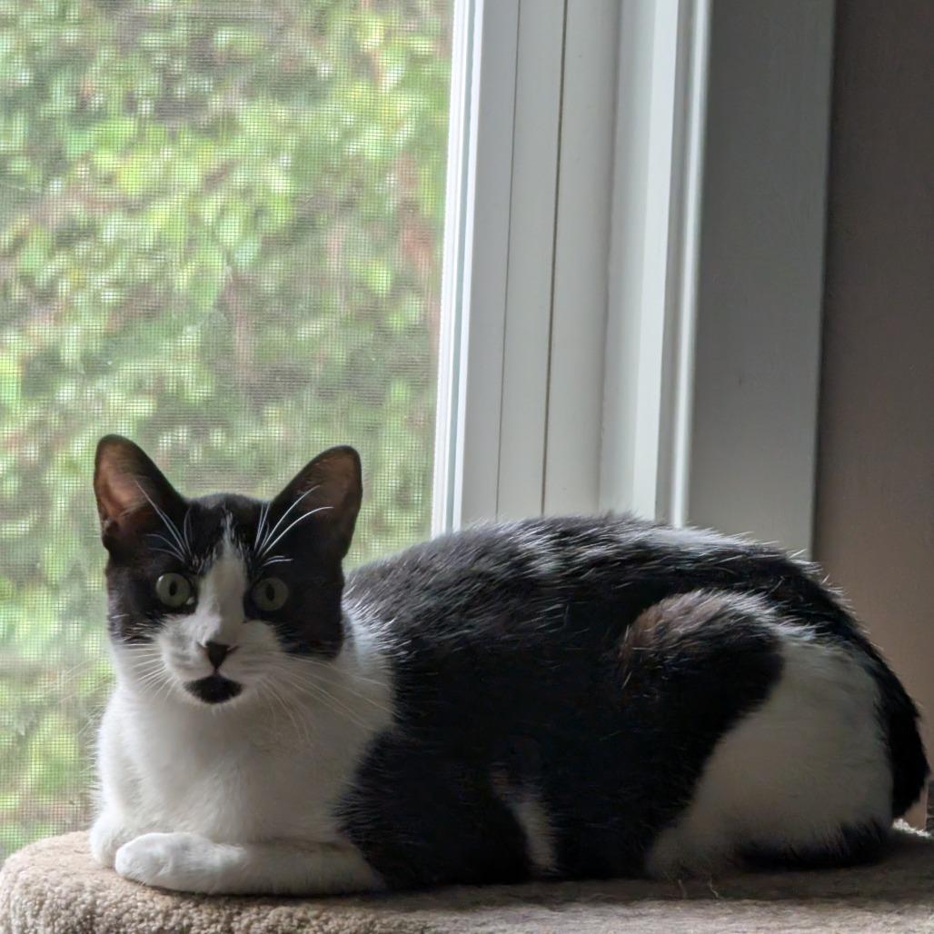 Enlarge Sugarcult, a Adoptable Domestic Short Hair in Fredericksburg, VA image 2/6