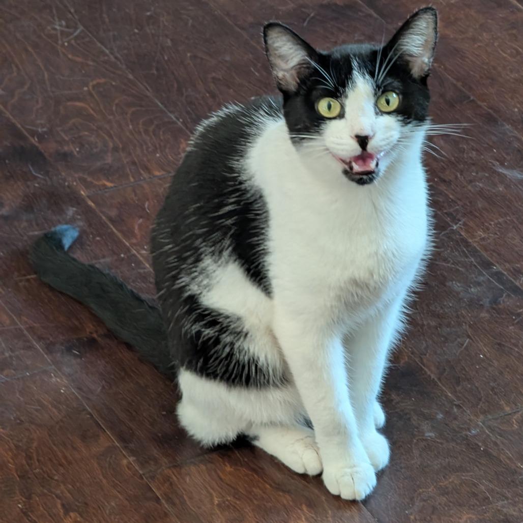 Enlarge Sugarcult, a Adoptable Domestic Short Hair in Fredericksburg, VA image 3/6