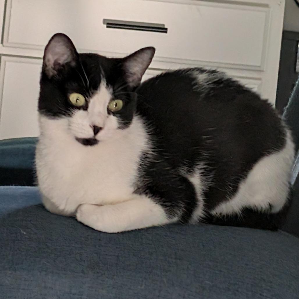 Enlarge Sugarcult, a Adoptable Domestic Short Hair in Fredericksburg, VA image 4/6