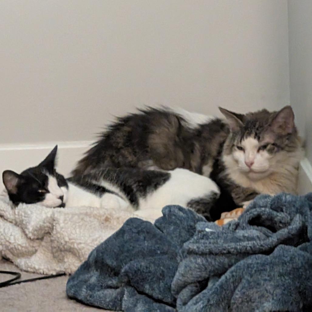 Enlarge Sugarcult, a Adoptable Domestic Short Hair in Fredericksburg, VA image 5/6