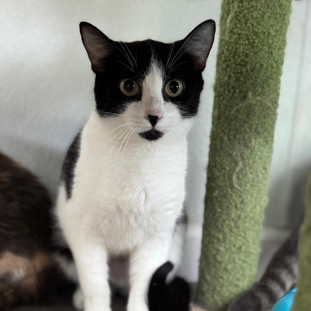 Enlarge Sugarcult, a Adoptable Domestic Short Hair in Fredericksburg, VA image 6/6