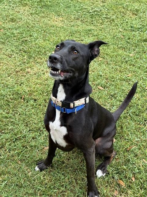 Enlarge PETUNIA, a Adoptable mixed breed in Sugar Land, TX image 1/1