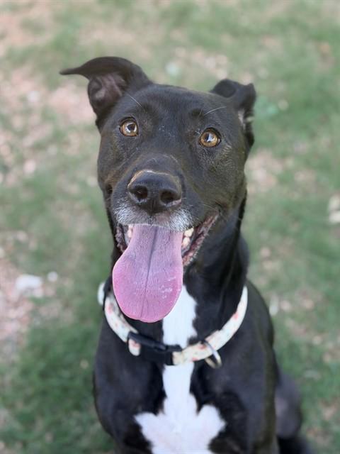 PETUNIA, Adoptable, Adult Female Labrador Retriever & Pointer.