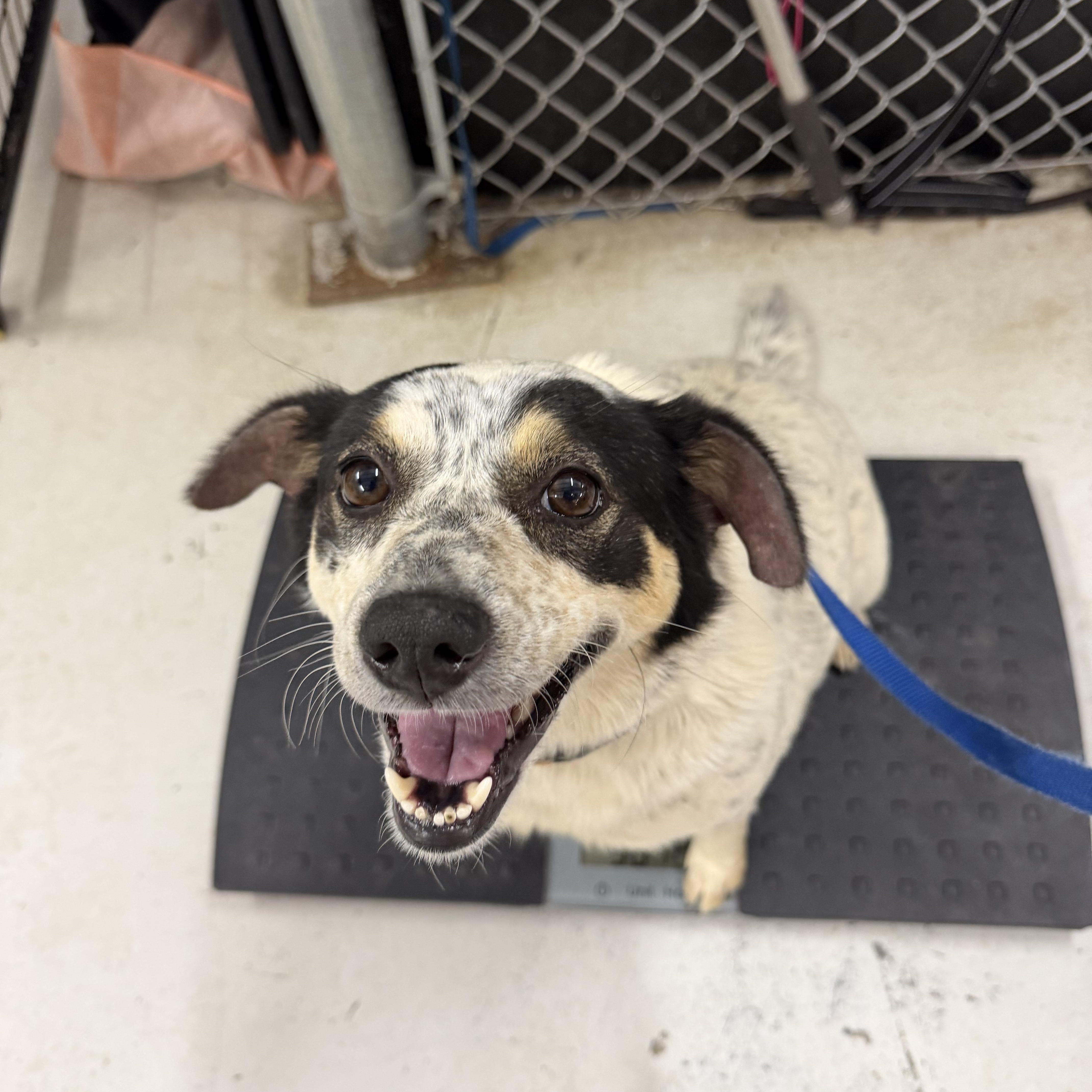 Mama Dog, ADOPTABLE, Adult Female Australian Cattle Dog / Blue Heeler.