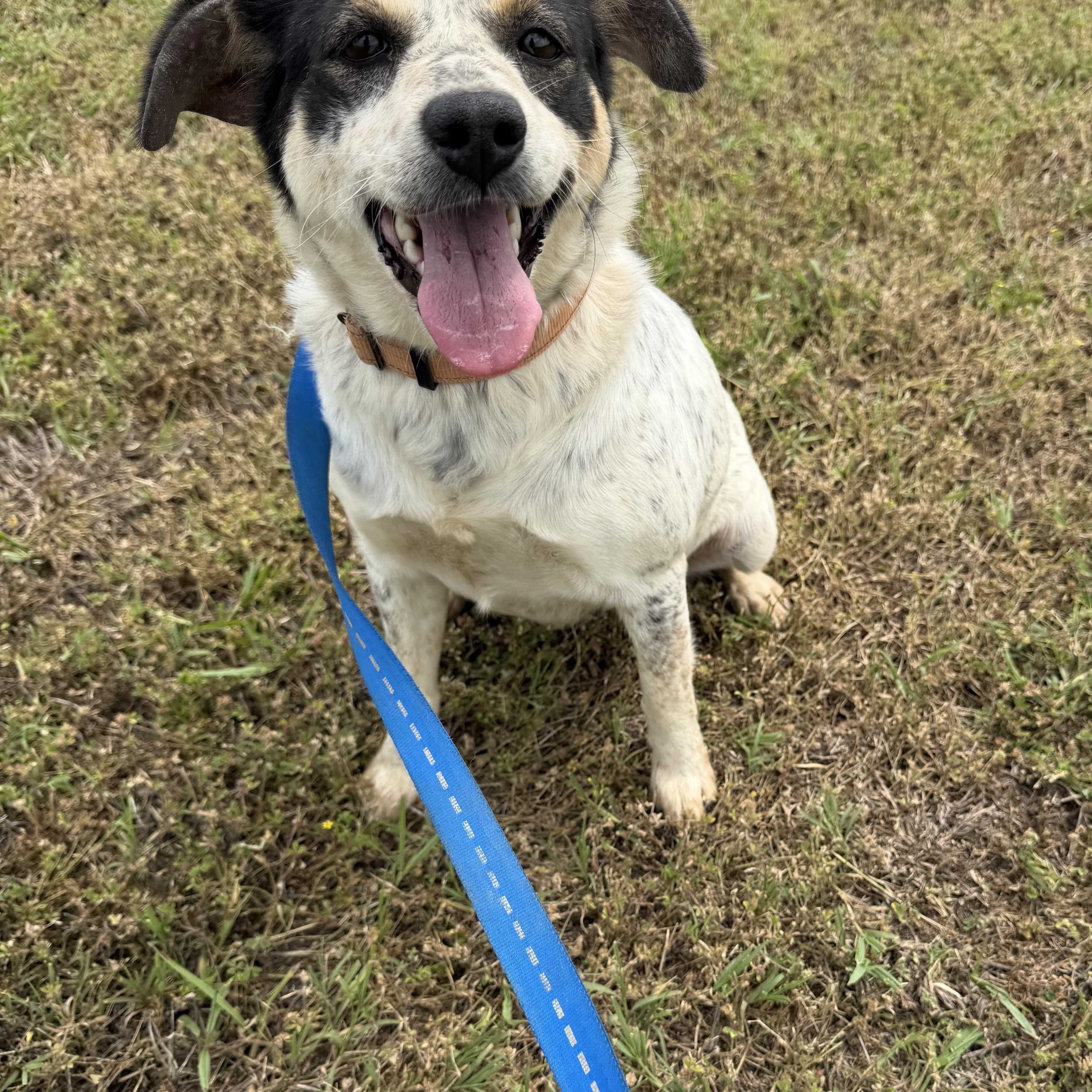 Mama Dog, a ADOPTABLE mixed breed in Muldrow, OK image 2/5