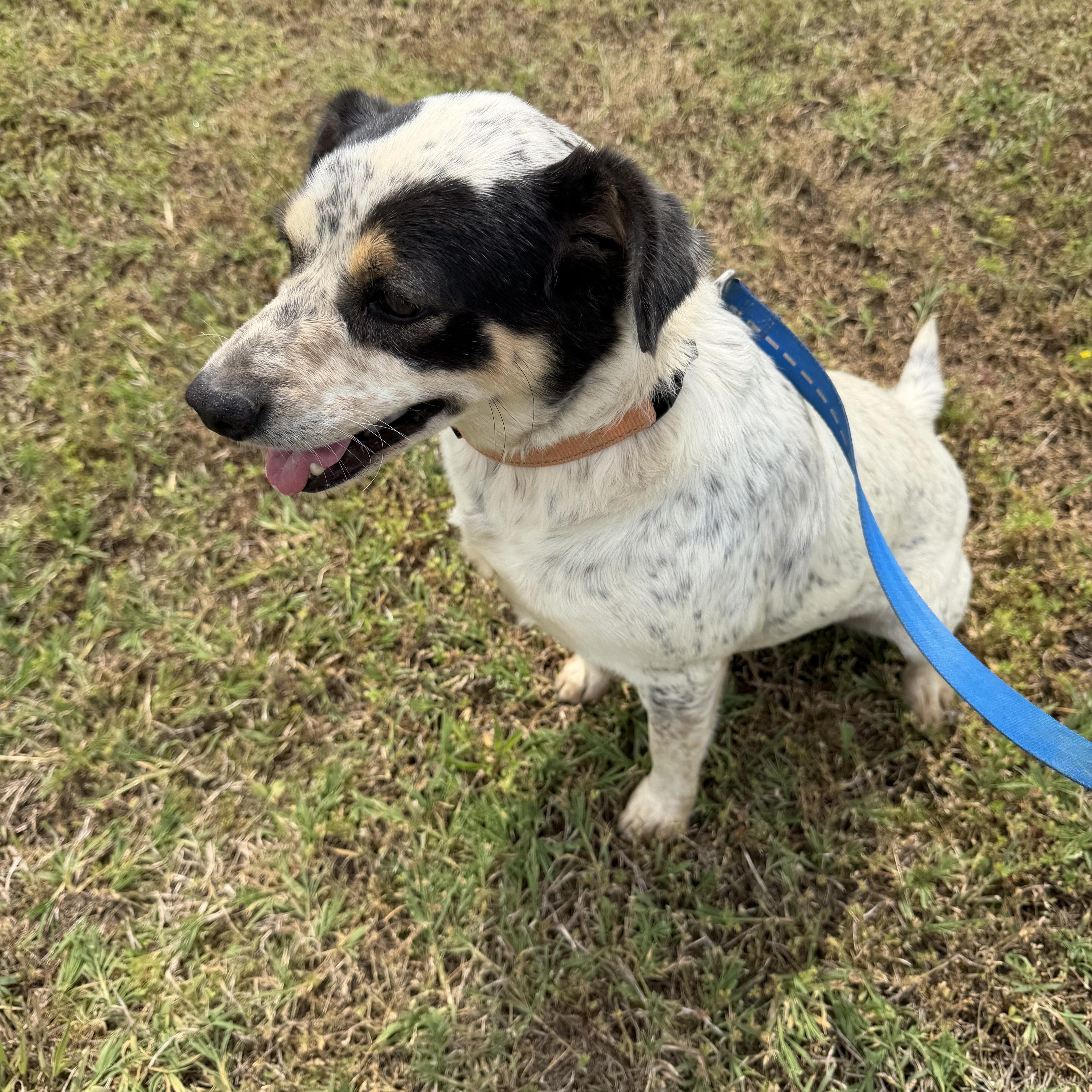 Mama Dog, a ADOPTABLE mixed breed in Muldrow, OK image 3/5
