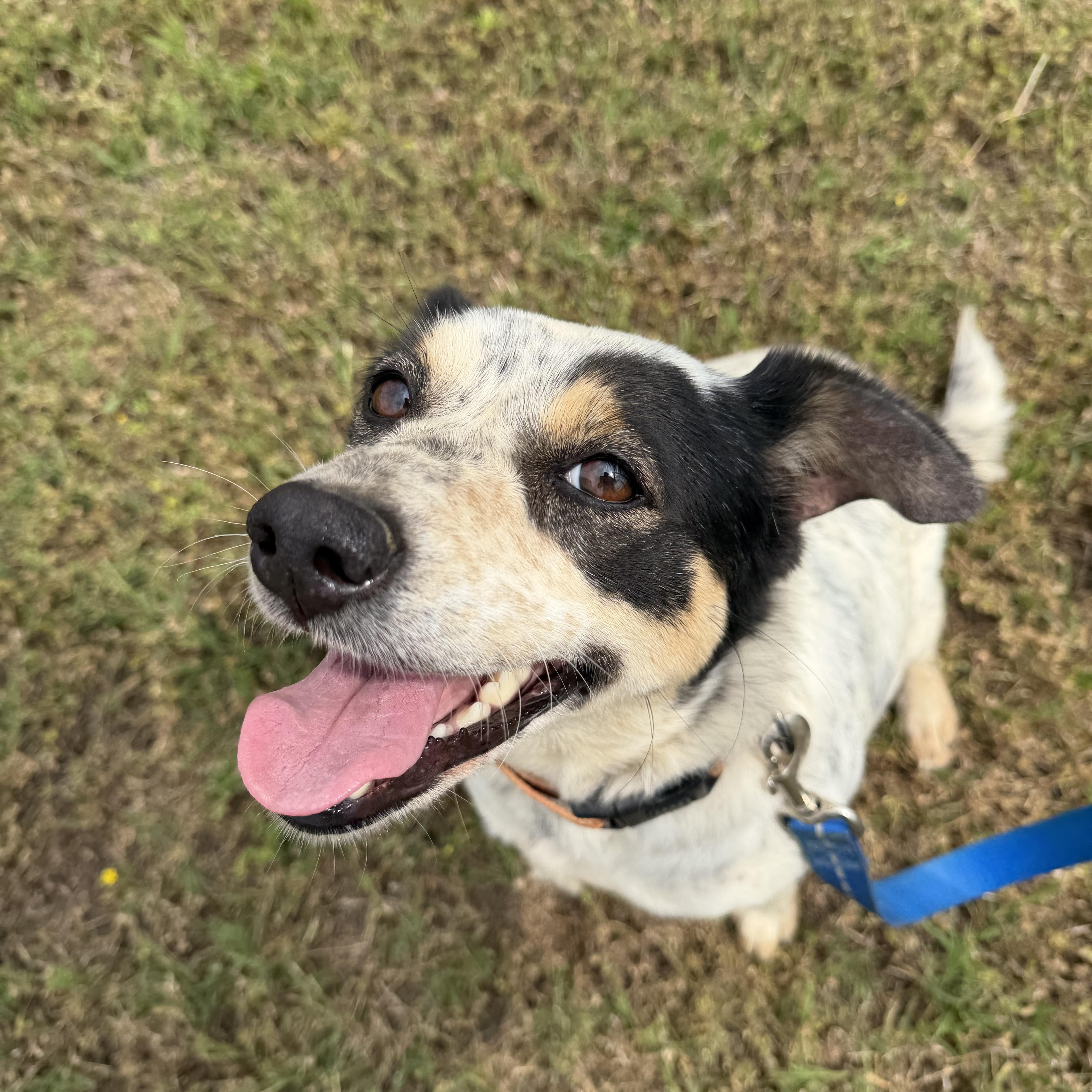 Mama Dog, a ADOPTABLE mixed breed in Muldrow, OK image 5/5
