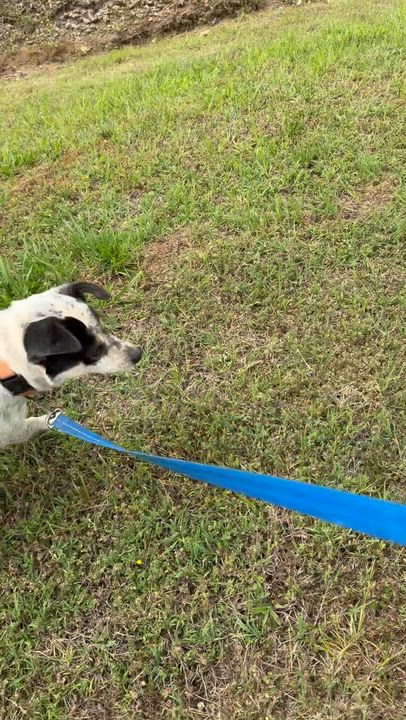 Enlarge Mama Dog, a ADOPTABLE mixed breed in Muldrow, OK video 4/5