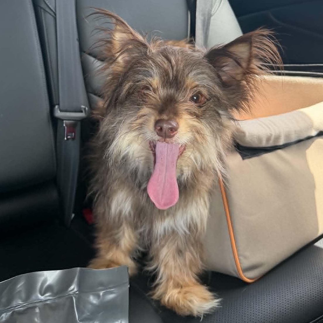 Hope, adopted, Adult Female Yorkshire Terrier & Chihuahua.