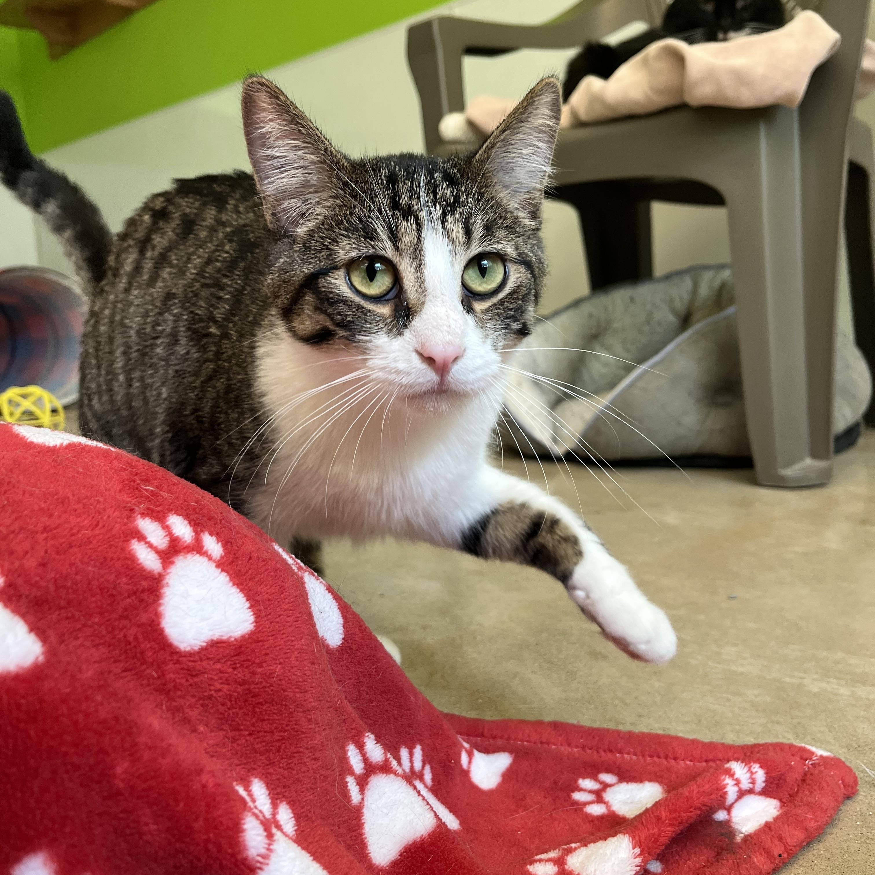Swedish Pancake, Young Male Domestic Short Hair