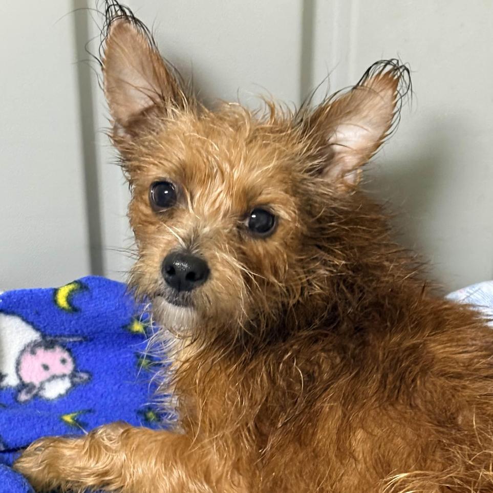 Fatima, Adoptable, Young Female Yorkshire Terrier & Mixed Breed.