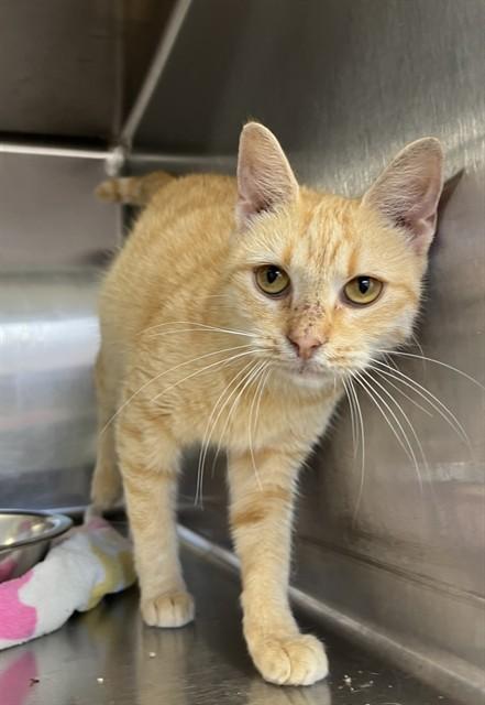MARMALADE, Adoptable, Young Female Domestic Short Hair.
