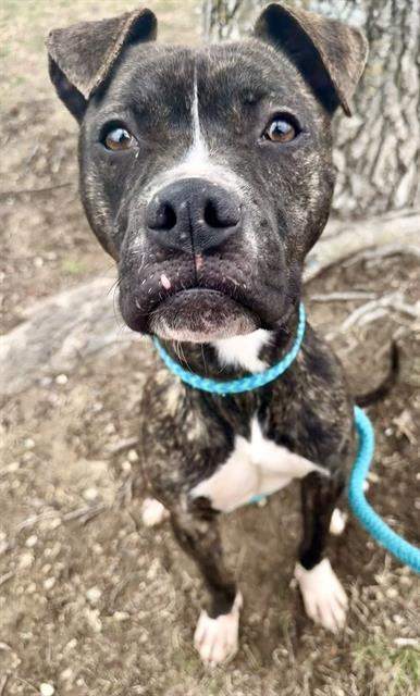 Enlarge CHARISMA, a Adoptable mixed breed in Olivette, MO image 1/1