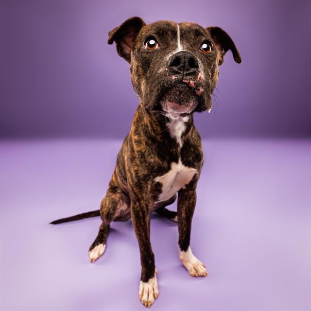 CHARISMA, Adoptable, Young Male Boxer.