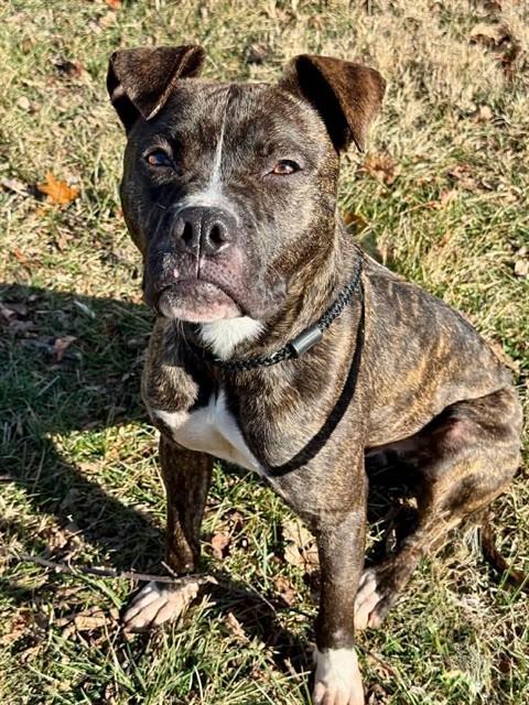 CHARISMA, Adoptable, Young Male Boxer.