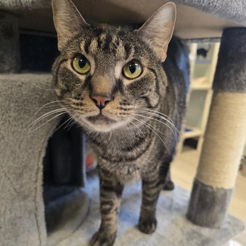 JayJay, Adoptable, Adult Male Maine Coon & Domestic Medium Hair.