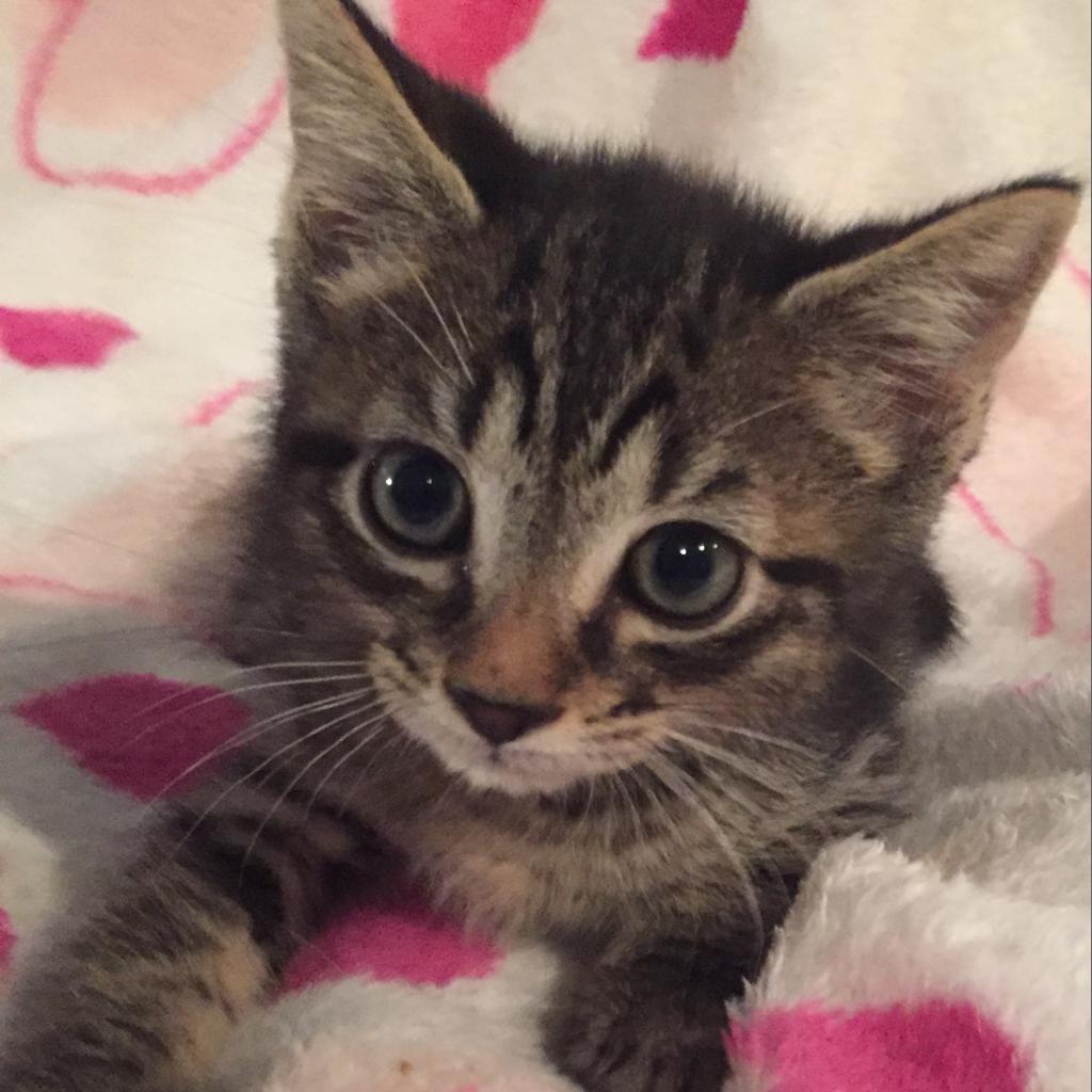 JayJay, a Adoptable mixed breed in Waldorf, MD image 4/6