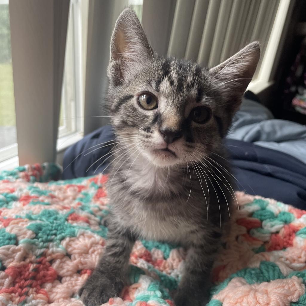 JayJay, a Adoptable mixed breed in Waldorf, MD image 5/6